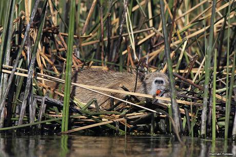 Hidrohide en Gorchs (noviembre 2017)