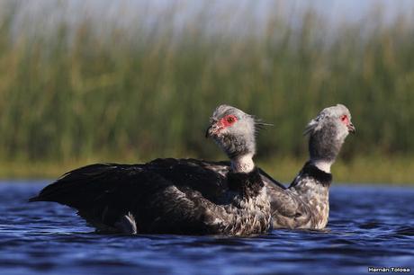 Hidrohide en Gorchs (noviembre 2017)