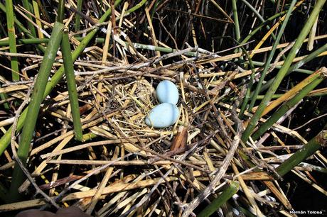 Hidrohide en Gorchs (noviembre 2017)