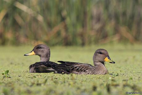 Hidrohide en Gorchs (noviembre 2017)