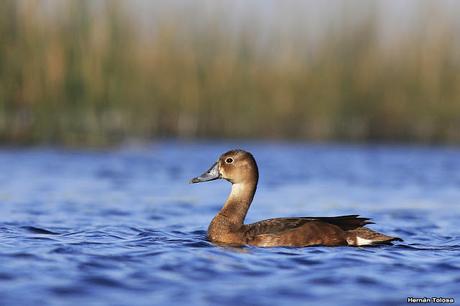 Hidrohide en Gorchs (noviembre 2017)