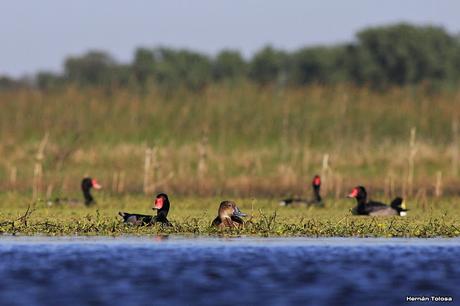 Hidrohide en Gorchs (noviembre 2017)