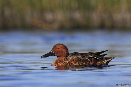 Hidrohide en Gorchs (noviembre 2017)