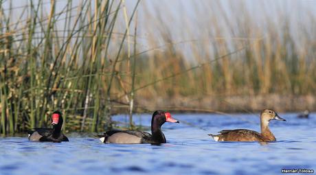 Hidrohide en Gorchs (noviembre 2017)