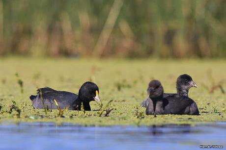 Hidrohide en Gorchs (noviembre 2017)