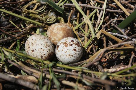 Hidrohide en Gorchs (noviembre 2017)