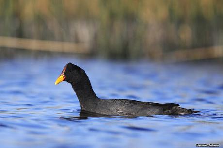 Hidrohide en Gorchs (noviembre 2017)