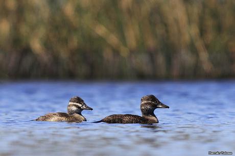 Hidrohide en Gorchs (noviembre 2017)