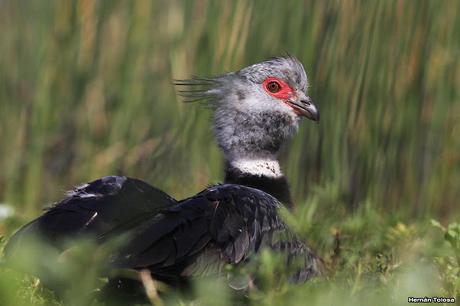 Hidrohide en Gorchs (noviembre 2017)