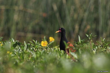 Hidrohide en Gorchs (noviembre 2017)