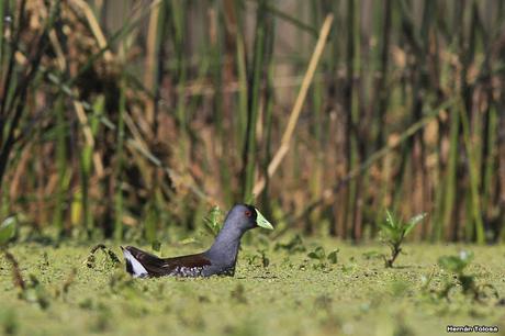 Hidrohide en Gorchs (noviembre 2017)