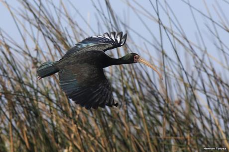 Hidrohide en Gorchs (noviembre 2017)