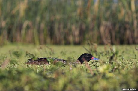 Hidrohide en Gorchs (noviembre 2017)