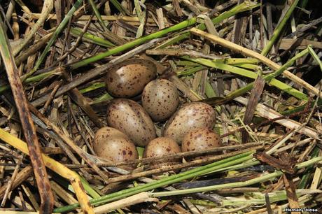 Hidrohide en Gorchs (noviembre 2017)