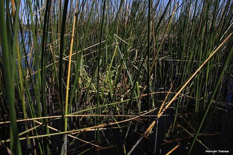 Hidrohide en Gorchs (noviembre 2017)