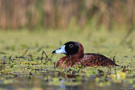 Hidrohide en Gorchs (noviembre 2017)