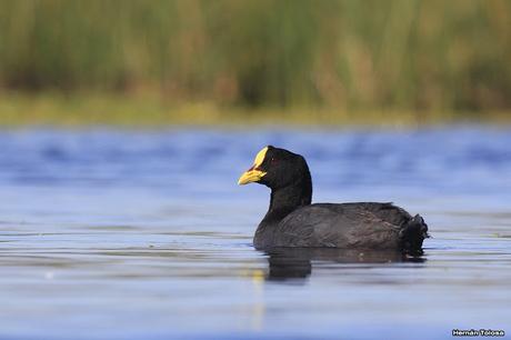 Hidrohide en Gorchs (noviembre 2017)
