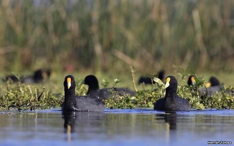 Hidrohide en Gorchs (noviembre 2017)