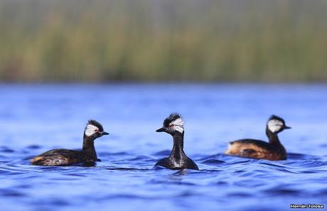 Hidrohide en Gorchs (noviembre 2017)