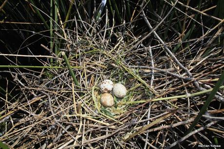 Hidrohide en Gorchs (noviembre 2017)