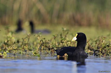 Hidrohide en Gorchs (noviembre 2017)