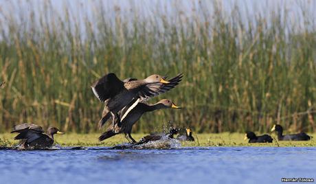 Hidrohide en Gorchs (noviembre 2017)