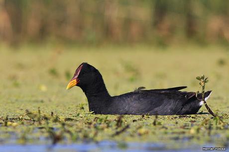 Hidrohide en Gorchs (noviembre 2017)