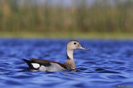 Hidrohide en Gorchs (noviembre 2017)