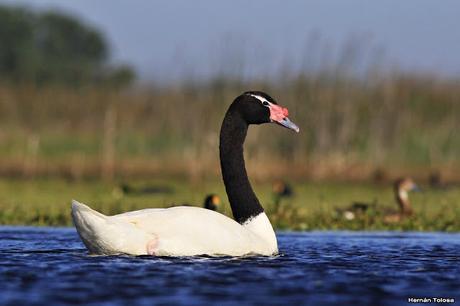 Hidrohide en Gorchs (noviembre 2017)