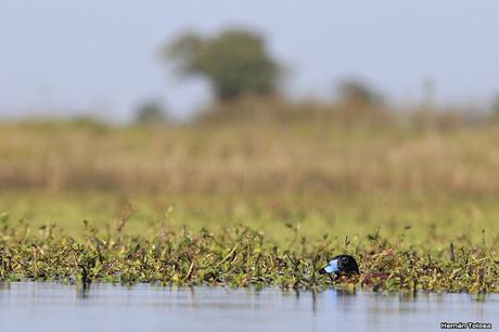 Hidrohide en Gorchs (noviembre 2017)