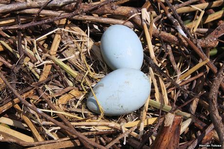 Hidrohide en Gorchs (noviembre 2017)