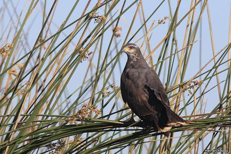Hidrohide en Gorchs (noviembre 2017)