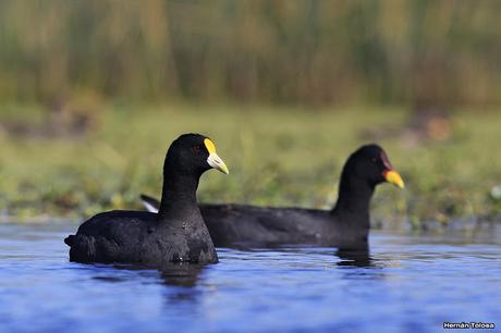 Hidrohide en Gorchs (noviembre 2017)
