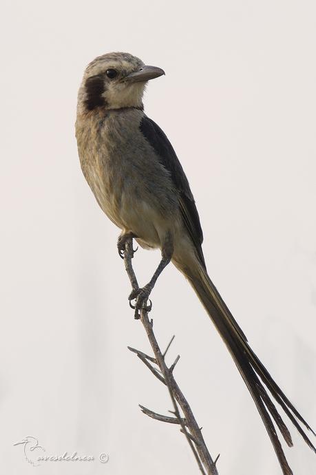 Yetapá grande (Streamer-tailed Tyrant) Gubernetes yetapa