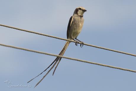 Yetapá grande (Streamer-tailed Tyrant) Gubernetes yetapa