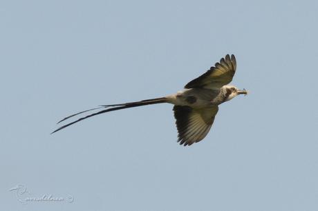 Yetapá grande (Streamer-tailed Tyrant) Gubernetes yetapa