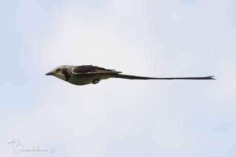 Yetapá grande (Streamer-tailed Tyrant) Gubernetes yetapa