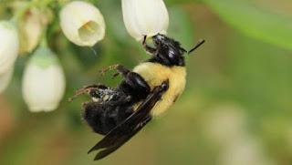 Nuestra supervivencia no solo depende de las abejas de la miel