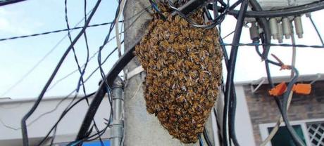 Incremento de incidentes con abejas: aprenda a diferenciar entre enjambre y colmena