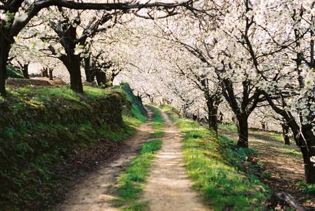 5 Escapadas de Primavera que no debes perderte.