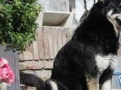 Murió Capitán, perro vivió años junto tumba