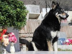 Murió Capitán, el perro que vivió 12 años junto a la tumba de su amo