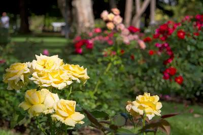 Rosas en el Rosedal de Palermo-