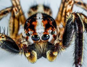 jumping-spider-300444__340