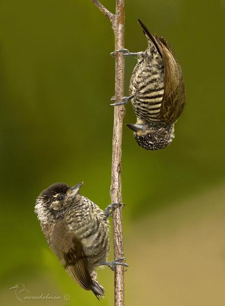 Carpinterito común (White-barred Piculet) Picumnus cirratus