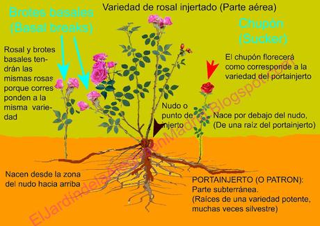 Cómo distinguir los brotes basales de los rosales y los Cómo distinguir brotes basales rosales