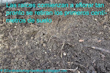 Cómo distinguir los brotes basales de los rosales y los Cómo distinguir brotes basales rosales