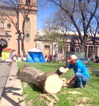 Cortan árboles del jardín de San Juan de Dios