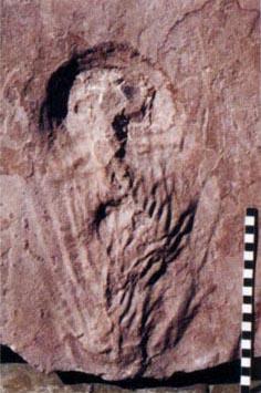 Los urolitos, la huella fosilizada de una meada prehistórica