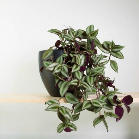 Las 9 mejores plantas colgantes Las 9 mejores plantas colgantes